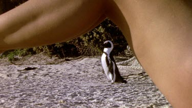 Penguins walking down beach, framed by legs of a sunbathing woman