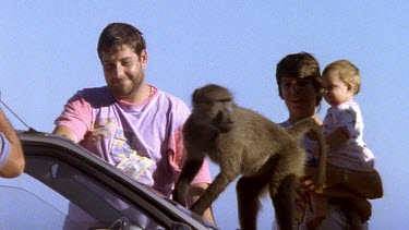 Baboons interacting with people