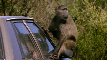 Car driving with baboon clinging to window