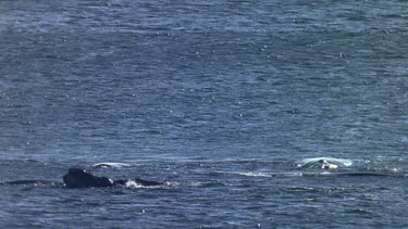 Group of Southern Right Whales at surface, blowing