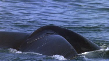 Tail of Southern Right whale submerging