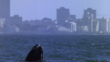 Whale with city in bg
