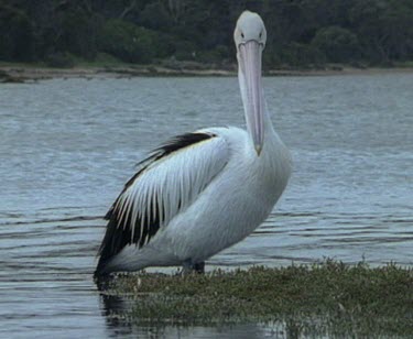 Pelican portrait, looking straight to camera, standing in the water.