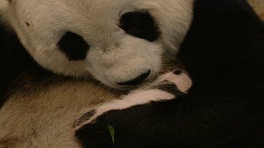 Giant Panda mother licking six week old cub. Cub is very small and helpless, vulnerable. Mother cradles it. Bonding. Affectionate, love.