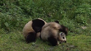 Two Giant Pandas playing. Play fighting.