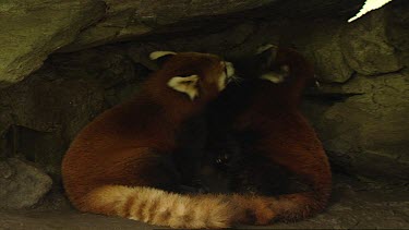 Two Red Pandas in a cave. Stripped fur, bushy tails. Affectionate playing, playful, play fighting. Clear markings masks on face.