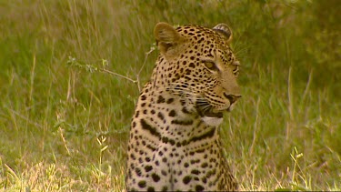 Leopard yawning to camera, close up walking past camera