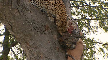 Female leopard with kudu antelope buck carcass in tree. She tries to lift the carcass away from scavengers who will try to take her kill.