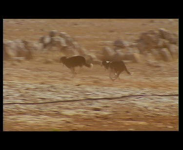 Sequence. Kelpie sheep dog herding newly shorn sheep. Very dry dusty desert environment.