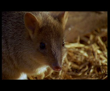 Various. Brush tailed-bettong. High speed hopping. Standing and looking at camera. Nibbling feeding