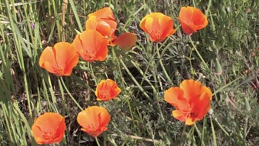 Wildflowers; wild poppies in the meadow
