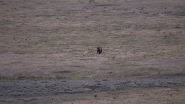 Grizzly bear far out on valley plain chases coyote