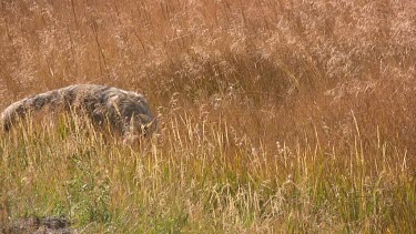 Coyote at play in a grassy meadow field