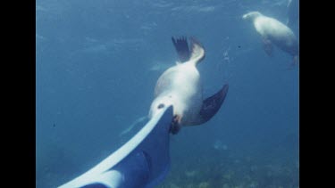 Seals chewing on divers fin