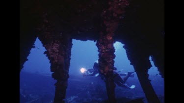 Valerie and various fish swim around Merimbula wreck