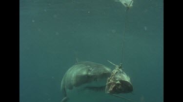 Great White shark takes bait and swims away, tail swishes at water surface