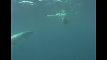 Sea Lion swims near Great White Shark