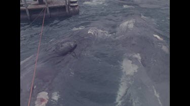 dead whales moving between two boats
