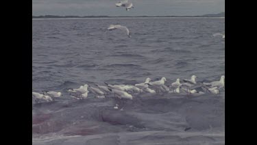 seagulls pecking at dead whale in water