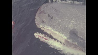 mouth of dead whale