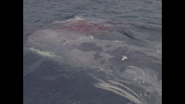 two dead whales being dragged by boats through water