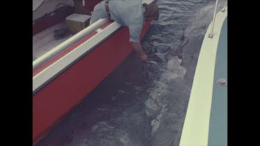 dead shark bitten whale