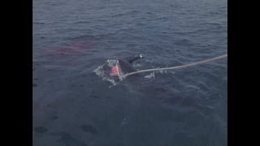 shark violently attacks dummy, thrashing, lots of water movement, gush of blood is released