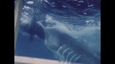 shark violently attacks dummy, thrashing, lots of water movement