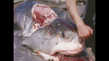 red goop from mouth and big chunk of sharks back bitten out
