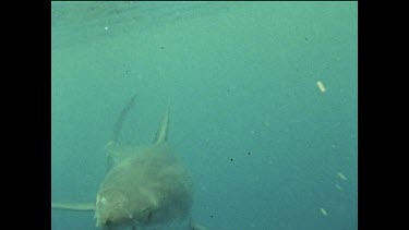 Great white swimming towards camera and opening jaws
