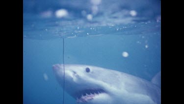 CU. Great White Shark swimming towards camera. Turns to swim away. Detail of jaws opening, teeth, gills