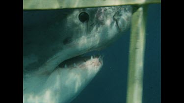 Great White attempting to bite into cage. Detail of teeth.