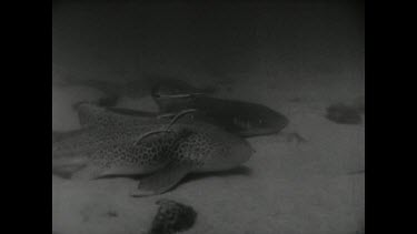 Sequence of shots. Selection from Movietone Playing with Sharks. 1962. Entire film runs 3 minutes 24 seconds. In this scene one of the divers attempts to ride a Wobbegong shark.