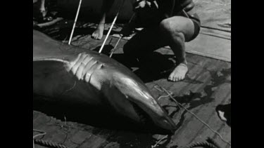 Sequence of shots. Selection from Spear fishing competition. Shoal Bay. 1962. Entire film runs 3 minutes