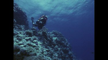 Valerie Taylor in striped suit diving along Osprey Reef