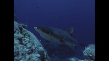 Grey Reef shark swimming