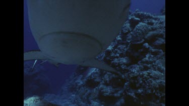Grey Reef shark bumps camera