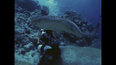 Valerie Taylor hand feeding reef sharks. They come close in spite of striped suit. When they are used to it, the pattern is no longer a deterrent.