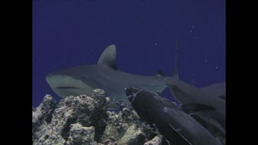 White tipped reef shark swimming around tuna.