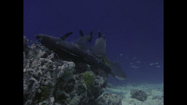 White tipped reef shark feeding on tuna