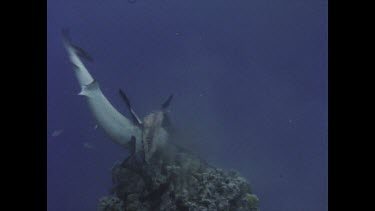 White tipped reef shark feeding frenzy. The sharks are attracted to bait wired to a rock. In the distance a sea snake is visible for a while.