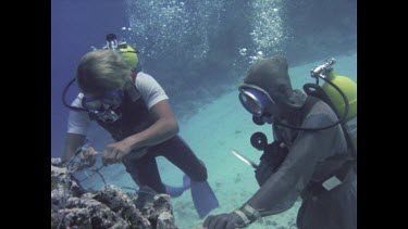 Scuba diver attaching bait to rock to attract reef sharks.