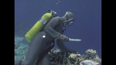 Valerie Taylor in wire mesh suit stabbing bait in order to release blood to attract sharks.