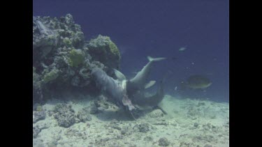 White tipped reef shark feeding frenzy. The sharks are attracted to bait wired to a rock.