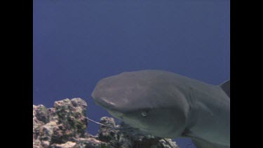 White tipped reef shark feeding on wired bait.