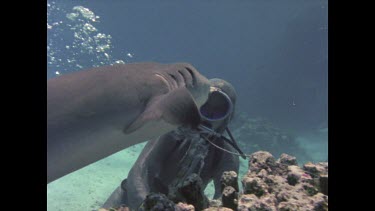 Valerie Taylor in wire mesh suit patting feeding white tipped reef shark