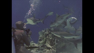Valerie Taylor in wire mesh suit photographing tipped tipped reef shark feeding frenzy.