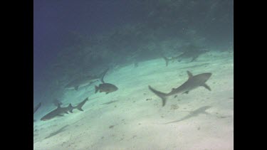 From large school of circling white tipped reef sharks to sharks feeding on bait.