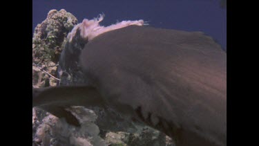 White tipped reef shark feeding on wired bait. Feeding frenzy.