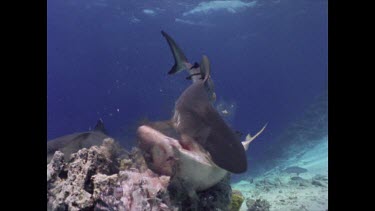White tipped reef shark feeding on bait. Swims close to camera.